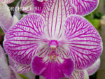 Phalaenopsis PH 235 Big Lip