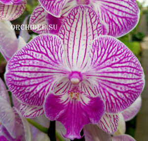 Phalaenopsis PH 235 Big Lip