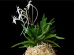 Neofinetia falcata 'Amami jishi'