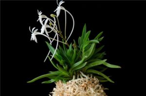 Neofinetia falcata 'Amami jishi'