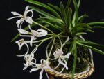 Neofinetia falcata "Shunkyuden" ("Chunkyuden)