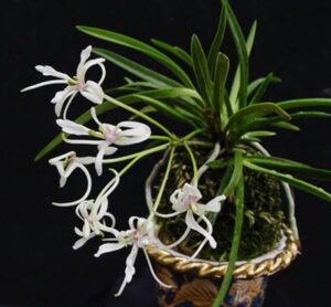 Neofinetia falcata "Shunkyuden" ("Chunkyuden)