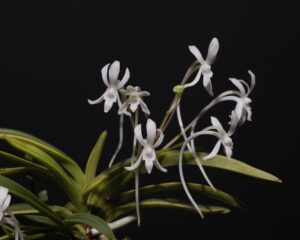 Neofinetia falcata "Fugaku"