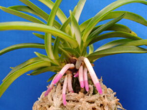 Neofinetia falcata "Houmeiden"