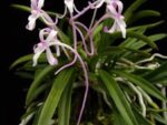 Neofinetia falcata 'Shojo'