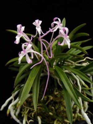 Neofinetia falcata 'Shojo'