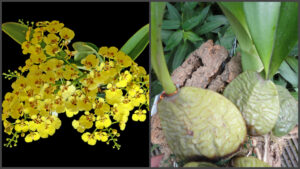 Oncidium ampliatum