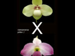 Paphiopedilum hangianum x vietnamense