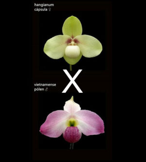 Paphiopedilum hangianum x vietnamense