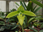 Paphiopedilum sukhakulii fma album
