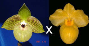 Paphiopedilum malipoense 'Bear-23' x armeniacum