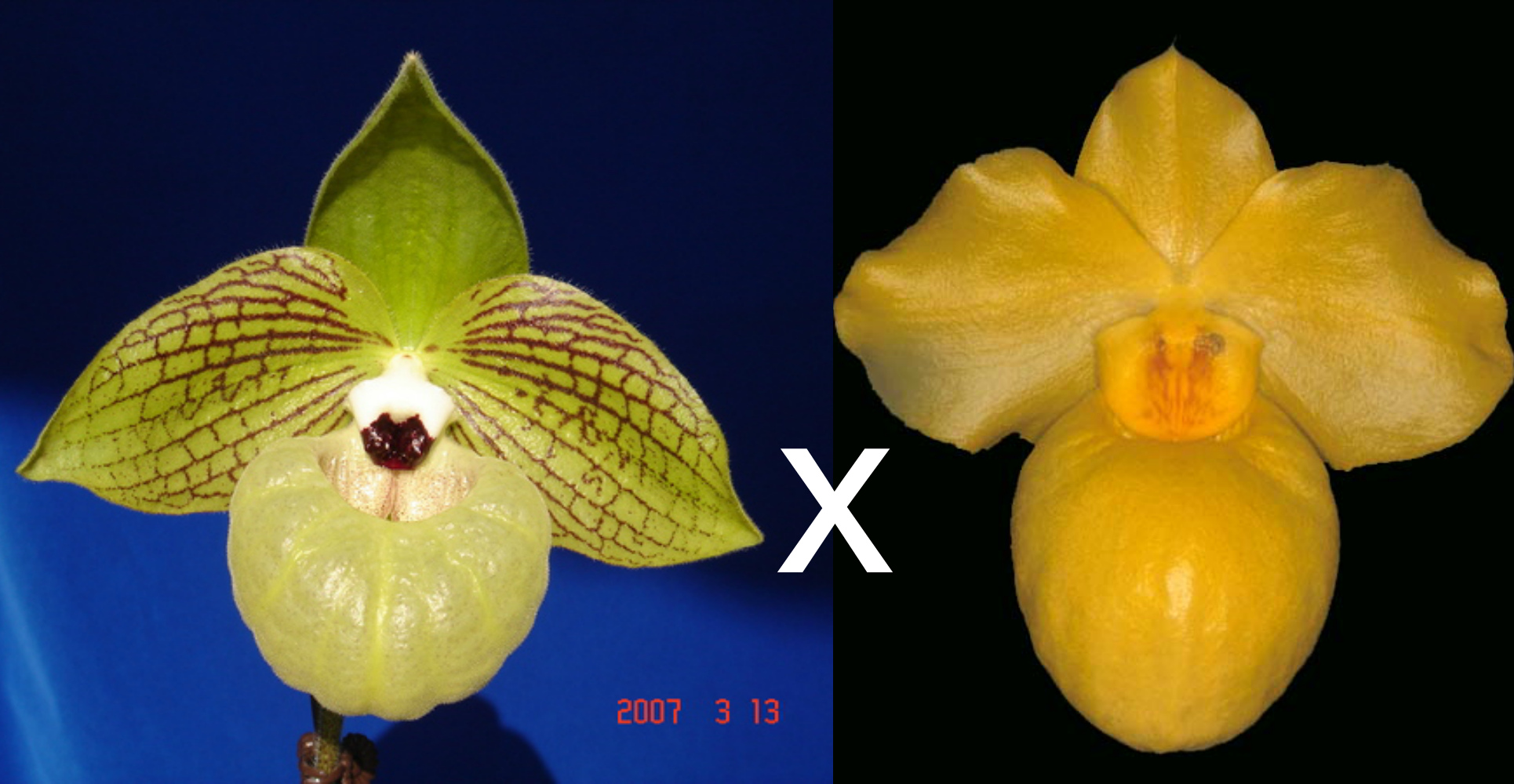 Paphiopedilum malipoense 'Bear-23' x armeniacum