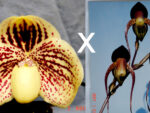 Paphiopedilum leucochilum 'Bear-12' x anitum 'Bear' GM/TPS