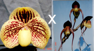 Paphiopedilum leucochilum 'Bear-12' x anitum 'Bear' GM/TPS