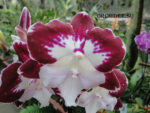 Phalaenopsis PH 236 Big Lip Tinkerbells Kizz