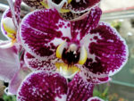 Phalaenopsis PH 237