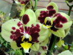 Phalaenopsis PH 238