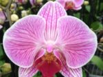 Phalaenopsis PH 239 Anthura Cleveland
