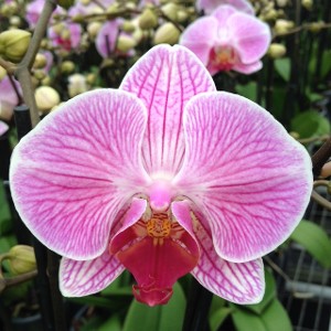 Phalaenopsis PH 239 Anthura Cleveland