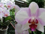 Phalaenopsis PH 240 My Monro 'Make-up'