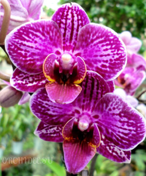 Phalaenopsis PHM 120 Champion Classic