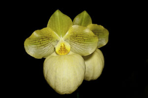 Paphiopedilum Fumi's Delight (armeniacum x micranthum)