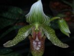 Paphiopedilum parnatanum