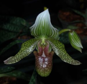 Paphiopedilum parnatanum