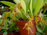 Pleurothallis tripterantha