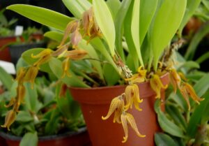 Pleurothallis tripterantha