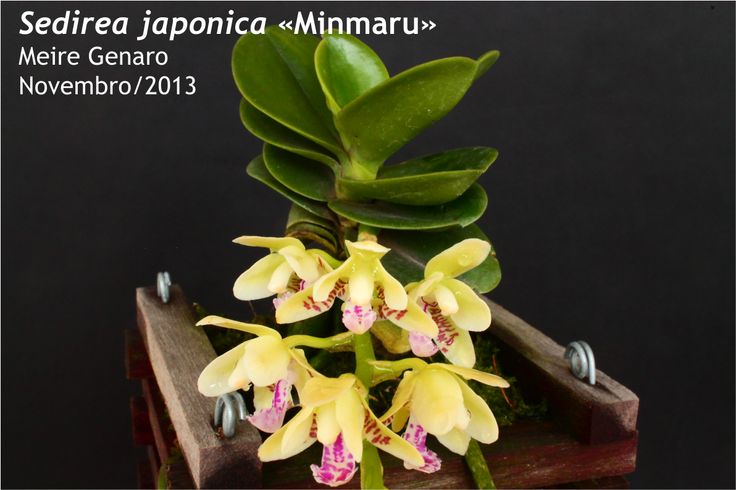 Sedirea japonica Minmaru