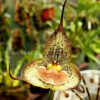 drac_cutis_bufonis(2)