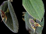 Lepanthes dodsonii