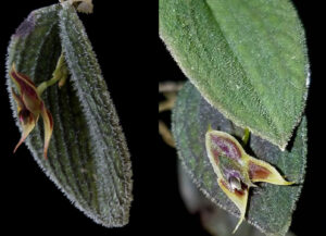 Lepanthes dodsonii