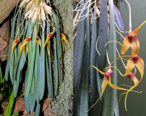 Masdevallia caesia