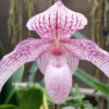 Paphiopedilum niveum x anitum 'Bear-17'