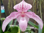 Paphiopedilum niveum x anitum 'Bear-17'