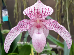 Paphiopedilum niveum x anitum 'Bear-17'