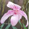 p_niveum_x_anitum(2)