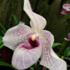 paph_delen_x_malipoen