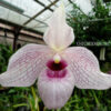 Paphiopedilum delenatii x malipoense 'Bear-28'