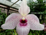 Paphiopedilum delenatii x malipoense 'Bear-28'