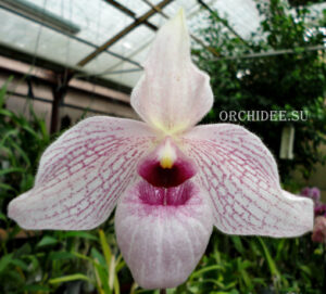 Paphiopedilum delenatii x malipoense 'Bear-28'