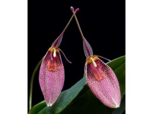 Restrepia guttulata