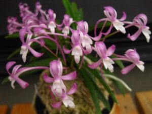 Neofinetia falcata 'Shinryuko'