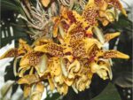 Stanhopea tigrina x oculata