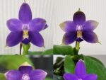 Phalaenopsis violacea indigo x sib