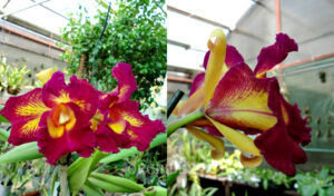 Brassolaeliocattleya Taiwan Queen 'Golden Monkey' HCC/AOS