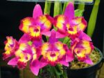 Cattleya Hawaiian Splash 'Lea' BM/JOGA
