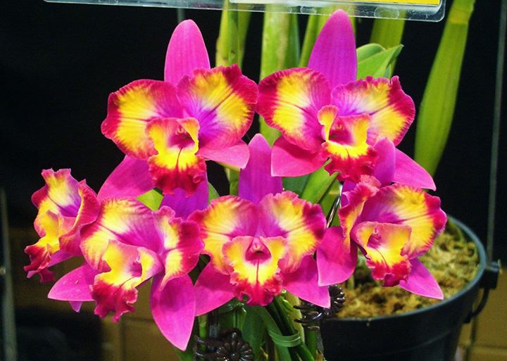 Cattleya Hawaiian Splash 'Lea' BM/JOGA